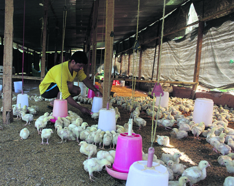 Gorkha youths find poultry farming better than foreign jobs